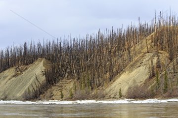 Erosion of the banks of the Teslin River - Yukon Canada