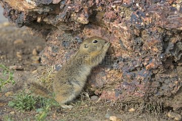 Young Richardson's ground squirrel - Badlands Alberta Canada