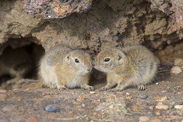 Young Richardson's ground squirrels - Badland Alberta Canada