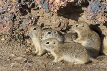 Richardson's ground squirrels - Badland Alberta Canada