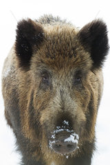 Portrait of Wild boar in the snow - Alsace France
