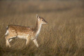 Fallow deer (Dama dama) Doe walking in a meadow  England  Autumn