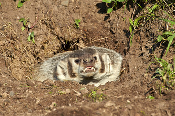 American Badger at burrow - Minnesota USA