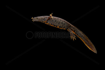Female Northern Crested Newt swimming on black background