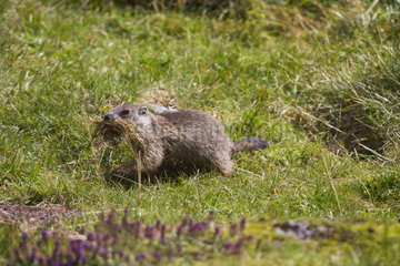 Young Alpine Marmots carrying grass - France
