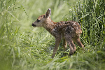 Roe deer (Capreolus capreolus)  Fawn deer alone in a meadow  France