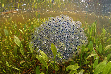 Grass Frog eggs in a pond - Prairie Fouzon France
