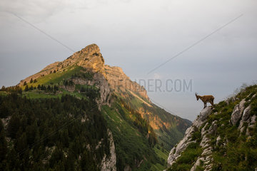 Alpine Ibex (Capra ibex) Female in front of Sous-Dine mountain at sunrise  Bornes mountains  Haute-Savoie  Alps  France