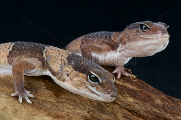 Fat-tailed geckos (Hemitheconyx caudicinctus)  Togo