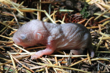 Bank vole (Clethrionomys glareolus) New-born  France