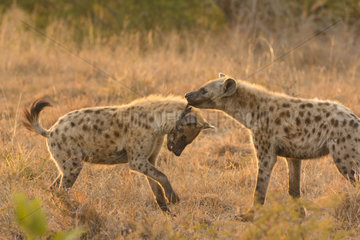 Spotted Hyaena (Crocuta crocuta) playing with feather at sunrise  Kruger  South Africa