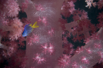 Blue-and-yellow chromis Chromis limbaughi soft coral Fiji