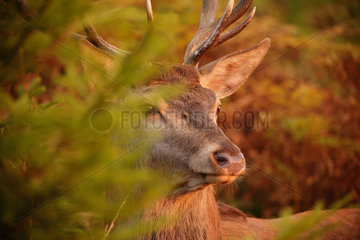 Portrait of Red Deer (Cervus elaphus) male  Ardennes  Belgium