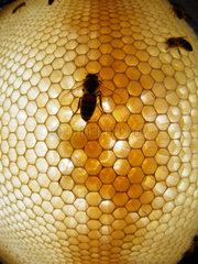 Honey bee (Apis mellifera) - On a recently built comb  nurse bees take care of the larvae  which are immersed in a mix of pollen and honey. The wax is a communication medium. The bees make it continuously vibrate and it is possible to predict the health and the future actions of the colony by analyzing these signals.