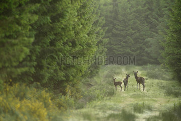 Red Deer (Cervus elpahus) hind and fawns  Ardenne  Belgium