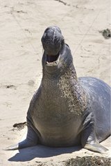 Northern Elephant Seal male rut California USA