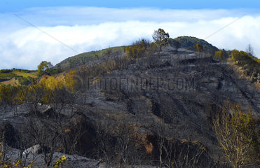 Wildfire. Forest fire extinction in Erjos  Tenerife. Canary Islands.