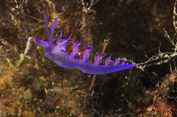 Purple nudibranch (Flabellina affinis) on reef  Mediterranean Sea  French Riviera  France
