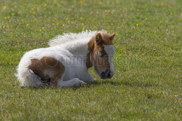 Shetland poney (Equs caballus) Young poney lying in a meadow  Shetland  Spring