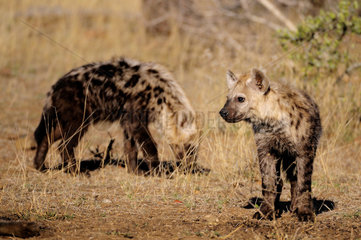 Young Spotted Hyenas in the savannah - Kruger South Africa