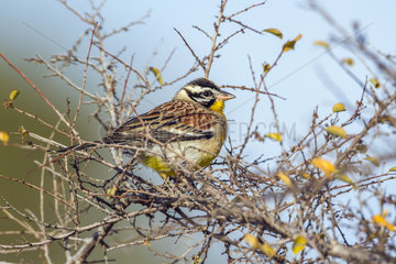 African Golden-breasted Bunting (Fringillaria flaviventris) on a branch  Kruger National park  South Africa