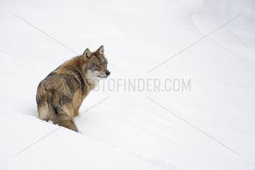 European Wolf  Canis lupus  Bavarian Forest National Park  Germany  Europe
