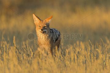 Black-backed Jackal (Canism mesomelas) eating a rodent at sunrise  Kgalagadi  South Africa