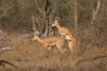 Steenbok (Raphicerus campestris) mating  Kruger  South Africa