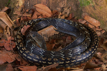 Keeled Rat Snake (Ptyas carinata)  Kubah national park  Sarawak  Borneo  Malaysia