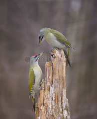 Couple of Grey-headed Woodpeckers (Picus canus) at the top of a dead wood  the male is at the feet of the female  Regional Natural Park of the Vosges du Nord  France