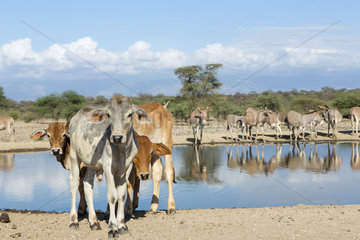 Cows and Donkeys drinking on bank - Lake Magadi Kenya
