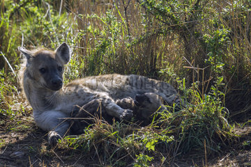Speckled hyena (Crocuta crocuta) and young  Kruger national park  South Africa