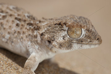 Helmethead Gecko (Tarentola chazaliae)  Siouth West Morocco