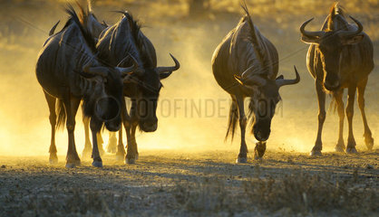 Small herd of Blue Wildebeest (Connochaetes taurinus) at the end of the day in the Kalahari desert  Kgalagadi  South Africa