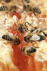 Honey bee (Apis mellifera) - Honeybees on honey