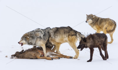 Gray wolf or grey wolf (Canis lupus) eating a deer