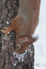 Red squirrel (Sciurus vulgaris) head down on a trunk  Ardenne  Belgium