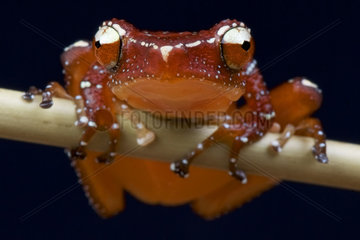 Cinnamon frog (Nyctixalus pictus)  Borneo