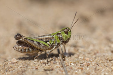 Grasshopper (Stenobothrus nigromaculatus)  France