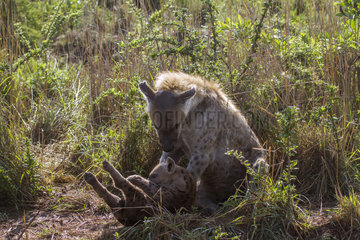 Speckled hyena (Crocuta crocuta) and young  Kruger national park  South Africa