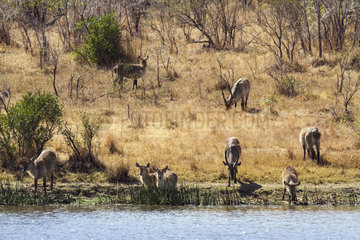 Waterbucks (Kobus ellipsiprymnus at waterhole)  Kruger National park  South Africa