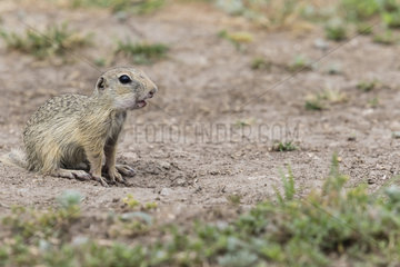 European Ground Squirrel (Spermophilus citellus) at the entrace of its burrow in the Macin Mountains National Park  Romania