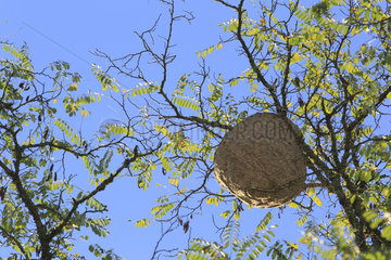 Asian hornet (Vespa velutina) nest in a tree  France