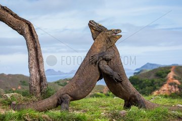 Two Komodo Dragons are fighting each other. Very rare picture.