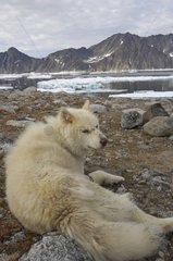 Greenlandic dog lying on the coast - Kap Hoegh Greenland