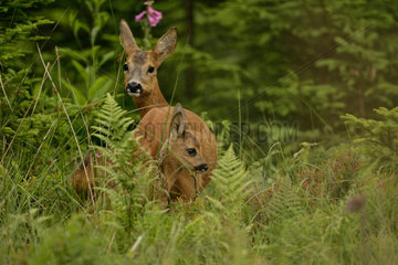 Roe deer (Capreolus capreolus) doe and fawn  Belgium