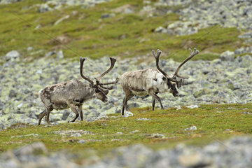 Reindeers walking in the tundra - Varanger Norway