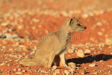 Yellow mongoose (Cynictis penicillata) sitting  Southern Africa