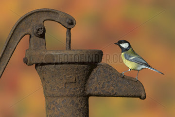 Great tit perched on an old water pump in autumn - GB