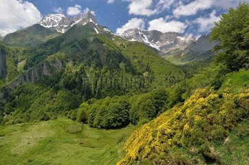 Pic d'Anie in spring at the time of the Brooms' blossoming  Aspe valley  Pyrenees  France